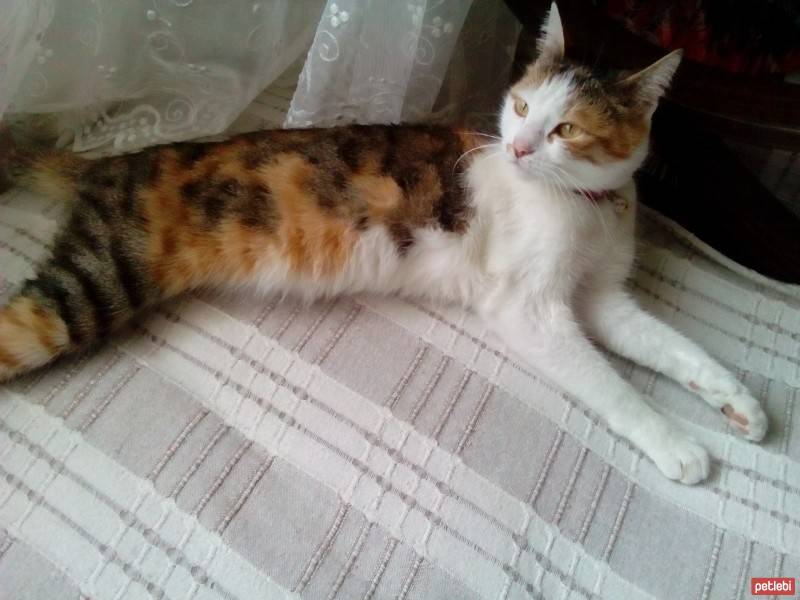 Tekir Kedi, Kedi  cocu fotoğrafı