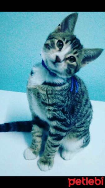 Tekir Kedi, Kedi  Ceviz fotoğrafı