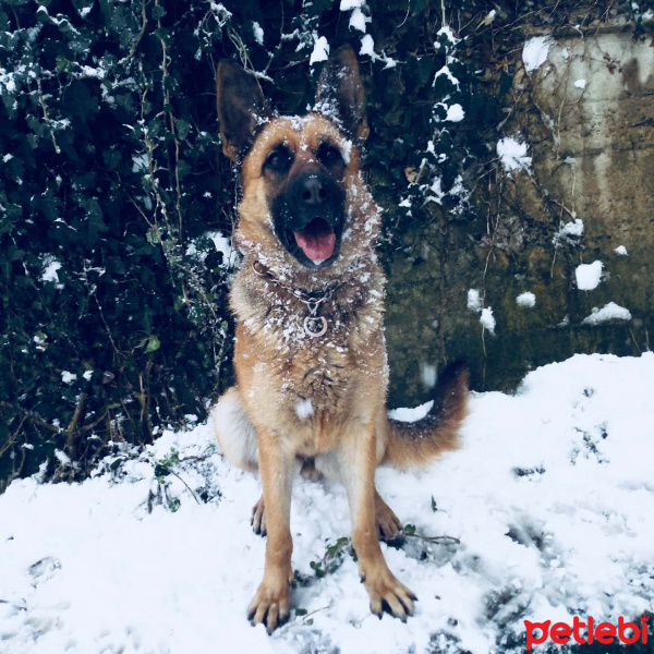 Alman Çoban Köpeği, Köpek  Maya fotoğrafı