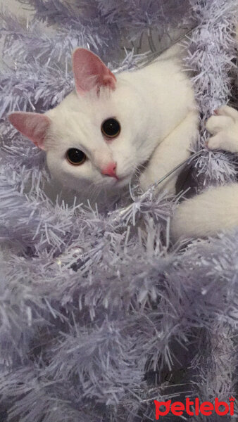 Ankara Kedisi, Kedi  Albino fotoğrafı