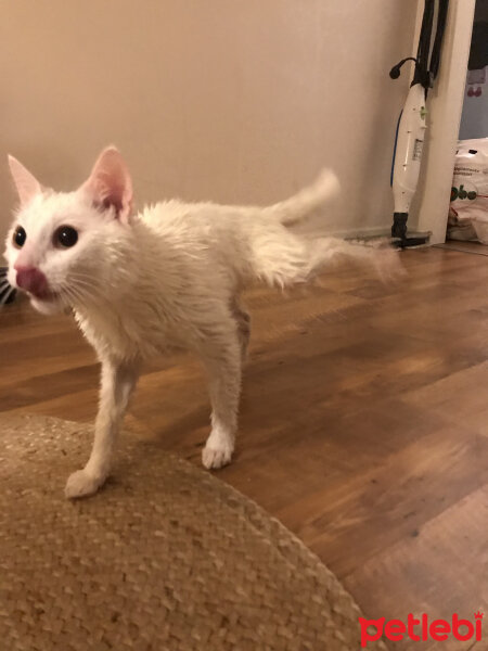 Ankara Kedisi, Kedi  Albino fotoğrafı