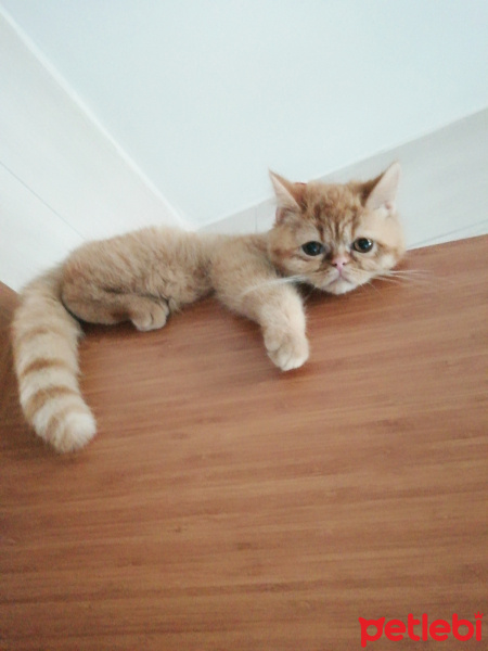 İran Kedisi (Persian), Kedi  Yumoş fotoğrafı