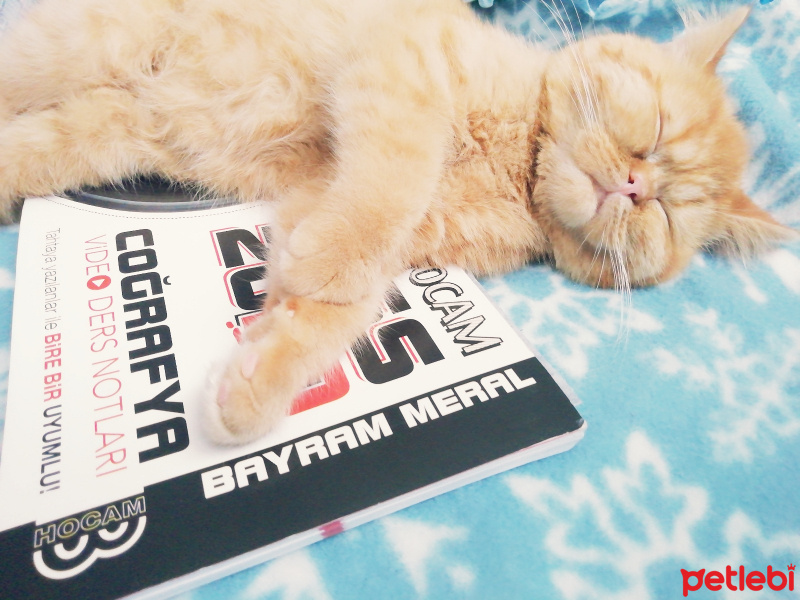 İran Kedisi (Persian), Kedi  Yumoş fotoğrafı