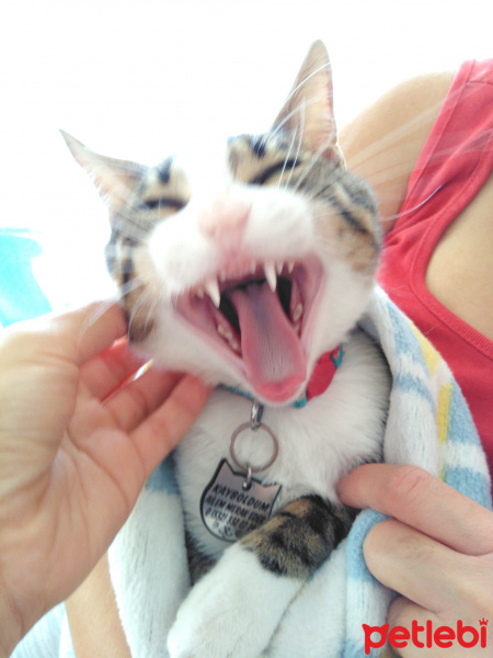 Tekir Kedi, Kedi  Pati fotoğrafı
