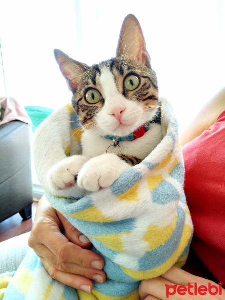 Tekir Kedi, Kedi  Pati fotoğrafı
