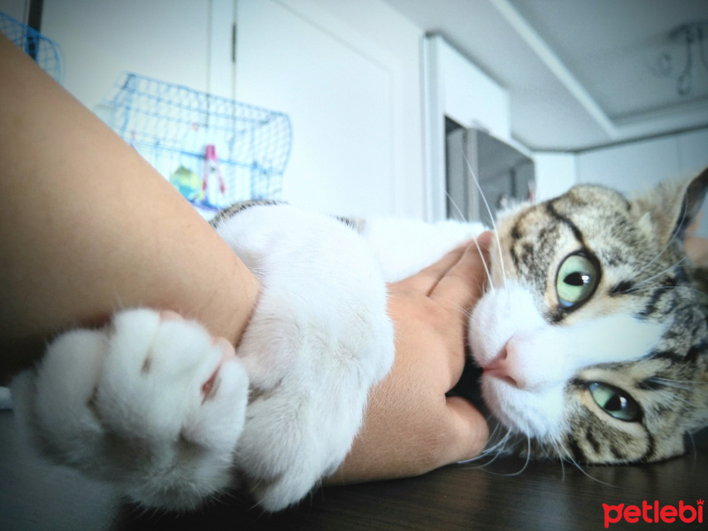 Tekir Kedi, Kedi  Pati fotoğrafı