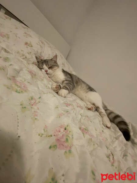 British Shorthair, Kedi  Coco fotoğrafı