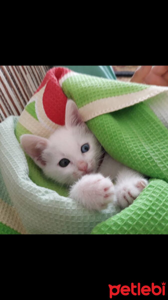 Van Kedisi, Kedi  Pamuk fotoğrafı