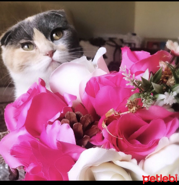 British Shorthair, Kedi  Şia fotoğrafı