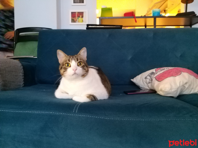 Tekir Kedi, Kedi  Pixie fotoğrafı