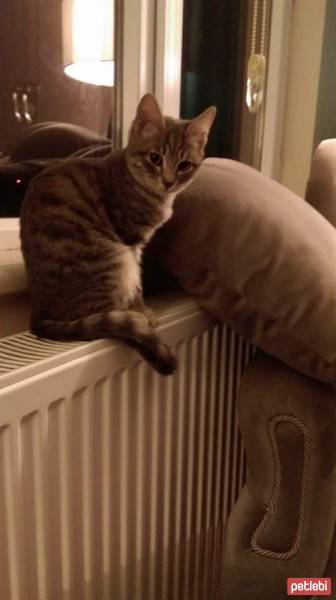 Tekir Kedi, Kedi  Leyla fotoğrafı