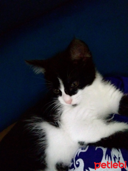 Tekir Kedi, Kedi  Pamuk fotoğrafı