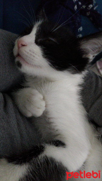Tekir Kedi, Kedi  Pamuk fotoğrafı