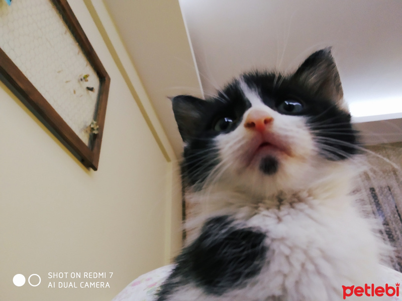 Tekir Kedi, Kedi  Pamuk fotoğrafı
