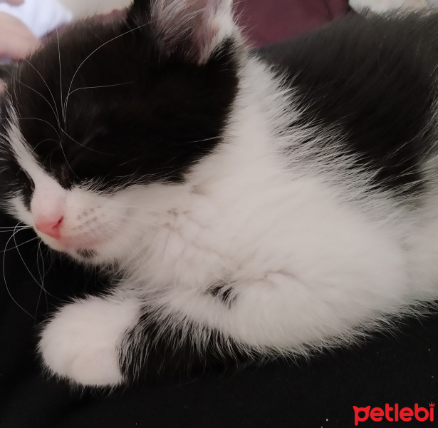 Tekir Kedi, Kedi  Pamuk fotoğrafı
