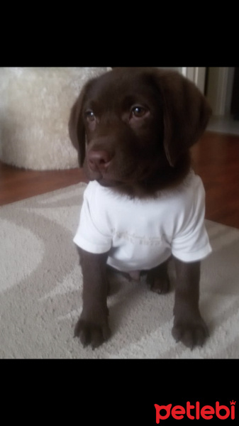 Labrador Retriever, Köpek  Robbin fotoğrafı