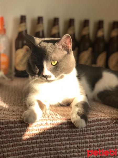 British Shorthair, Kedi  Münir fotoğrafı