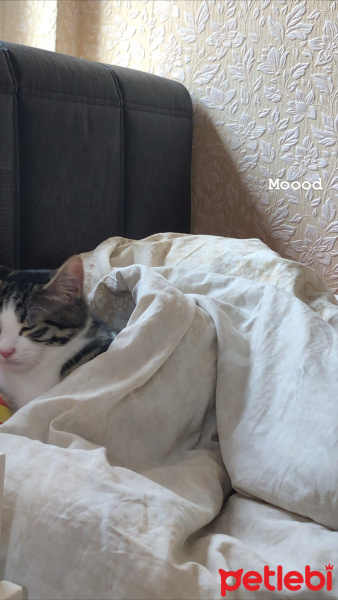 Tekir Kedi, Kedi  Ekim fotoğrafı