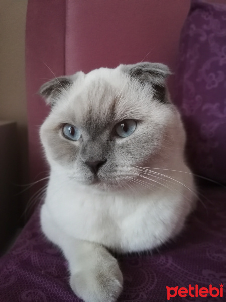 Scottish Fold, Kedi  CEKU fotoğrafı