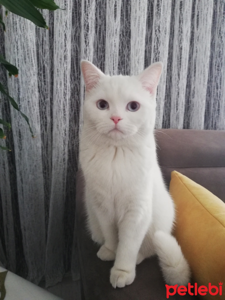 British Shorthair, Kedi  ÇİLEK fotoğrafı