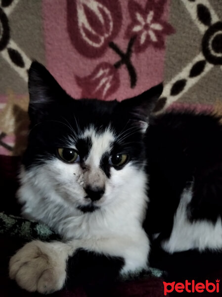 Tuxedo (Smokin) Kedi, Kedi  Kartal fotoğrafı