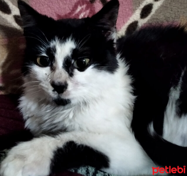 Tuxedo (Smokin) Kedi, Kedi  Kartal fotoğrafı