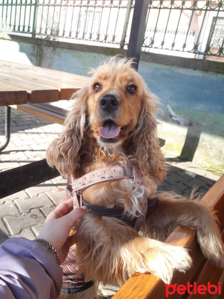 İngiliz Cocker Spaniel, Köpek  jessy fotoğrafı
