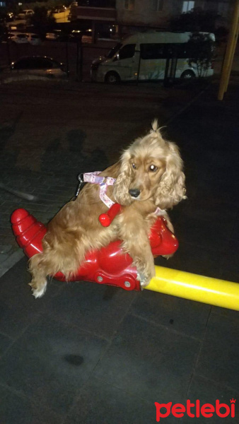 İngiliz Cocker Spaniel, Köpek  jessy fotoğrafı