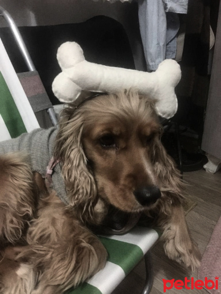 İngiliz Cocker Spaniel, Köpek  jessy fotoğrafı