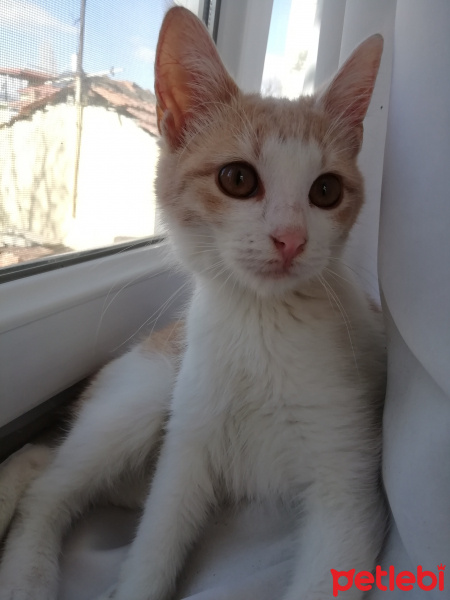 Sarman, Kedi  Mia fotoğrafı
