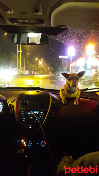 Minyatür Pinscher, Köpek  Lusi fotoğrafı