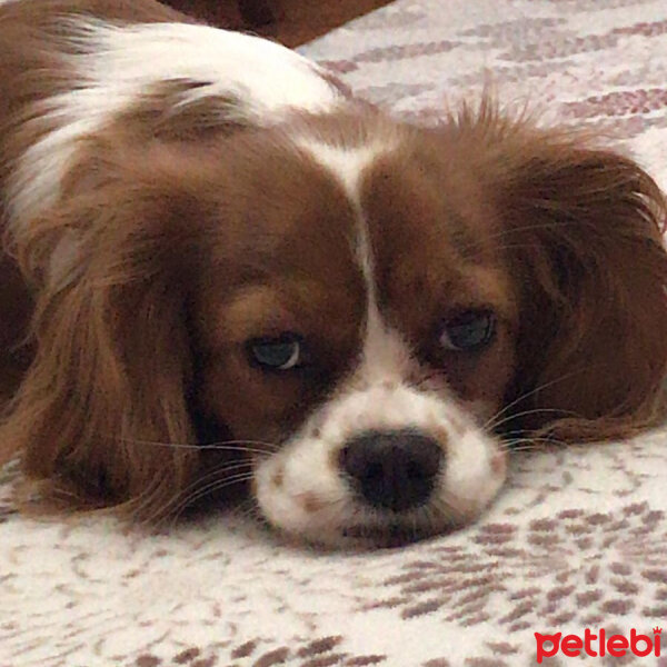 Cavalier King Charles Spanieli, Köpek  Luna fotoğrafı