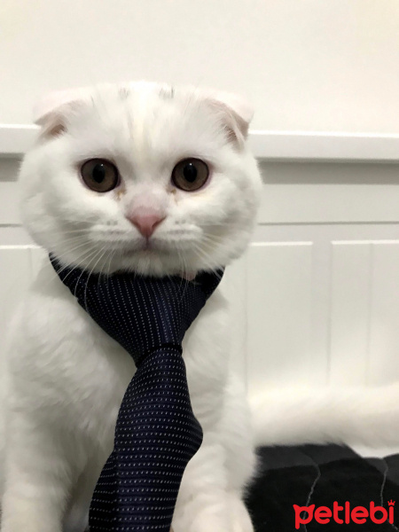 Scottish Fold, Kedi  Latte fotoğrafı
