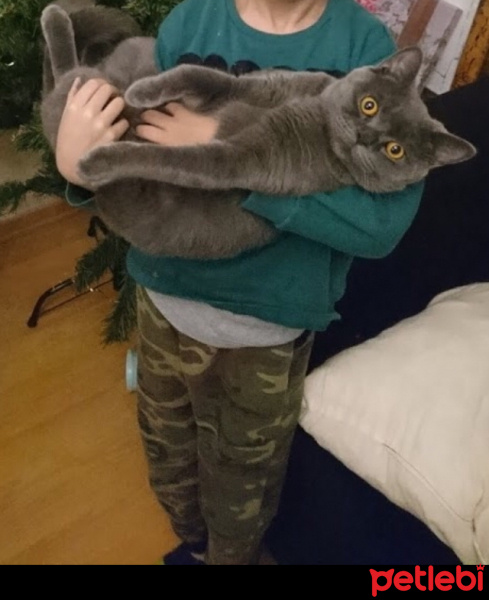 British Shorthair, Kedi  Duman fotoğrafı