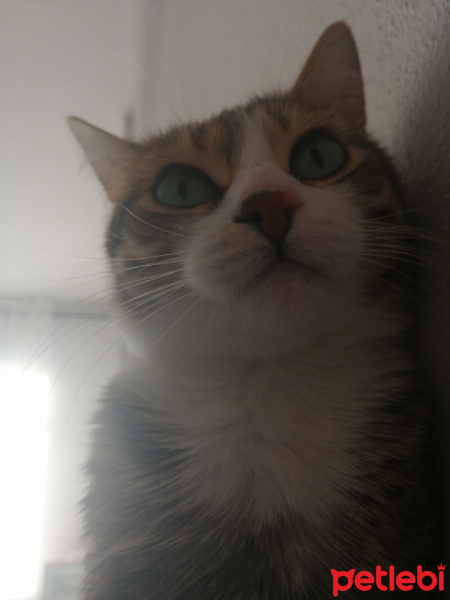 Tekir Kedi, Kedi  Gölge fotoğrafı