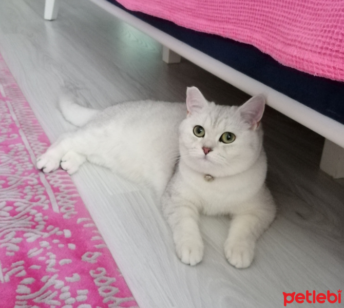 British Shorthair, Kedi  Mia fotoğrafı