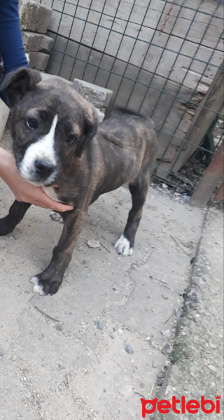 Cane Corso Italiano, Köpek  Şivas fotoğrafı