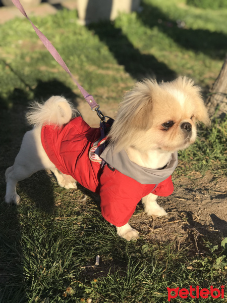 Pekingese, Köpek  Maylo fotoğrafı