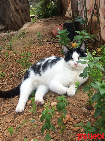 Tuxedo (Smokin) Kedi, Kedi  Behlül fotoğrafı