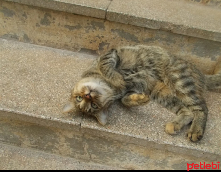 Tekir Kedi, Kedi  Eleni fotoğrafı