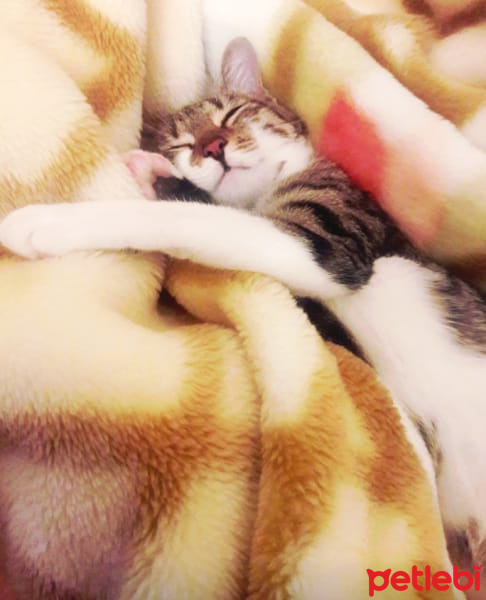 Tekir Kedi, Kedi  Fiyonk fotoğrafı