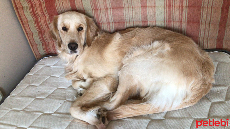 Golden Retriever, Köpek  Jager fotoğrafı