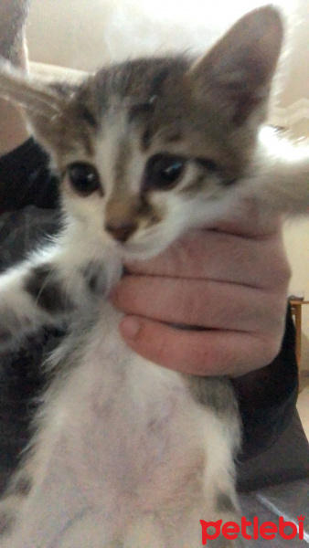 Van Kedisi, Kedi  Minnoş fotoğrafı