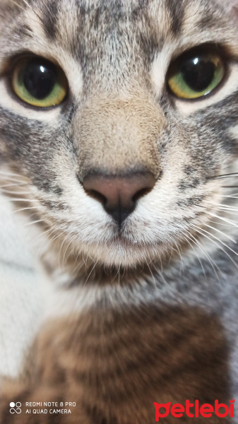 Mavi Rus, Kedi  Alex fotoğrafı