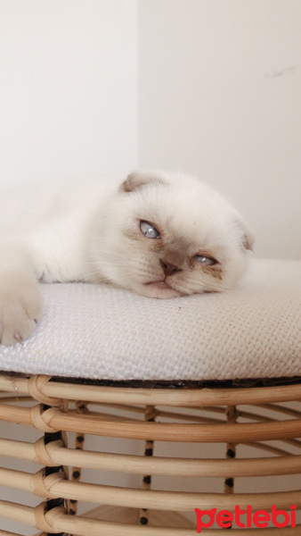 Scottish Fold, Kedi  Pati fotoğrafı