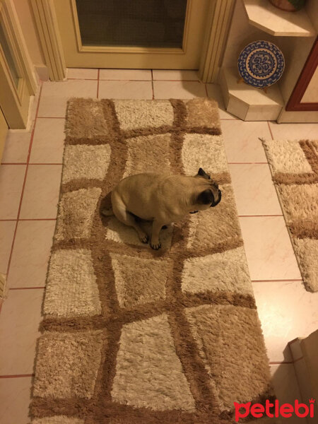 Pug, Köpek  Lucy fotoğrafı