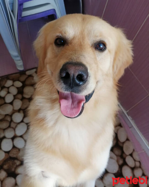 Golden Retriever, Köpek  Tarçın fotoğrafı