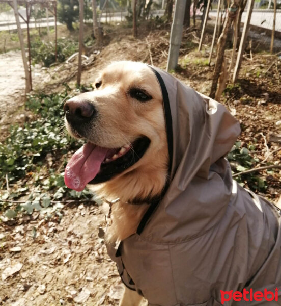 Golden Retriever, Köpek  Tarçın fotoğrafı