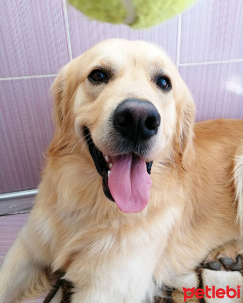 Golden Retriever, Köpek  Tarçın fotoğrafı