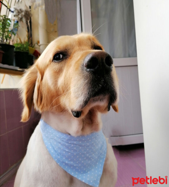 Golden Retriever, Köpek  Tarçın fotoğrafı